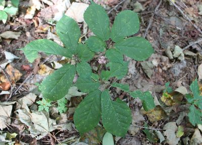 Panax quinquefolius, photographed by Steven Lamonde