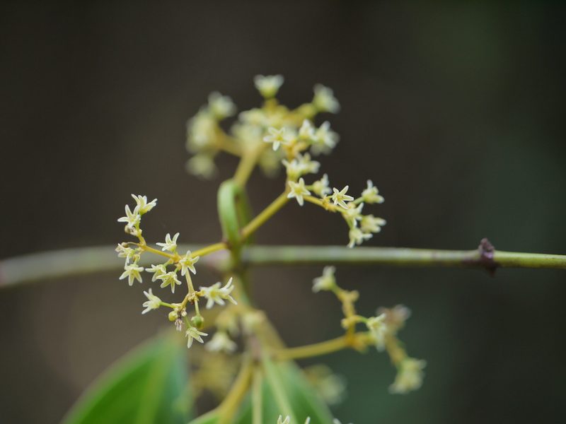 Reissantia indica, photographed by Dinesh Valke