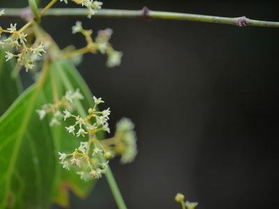 Reissantia indica, photographed by Dinesh Valke
