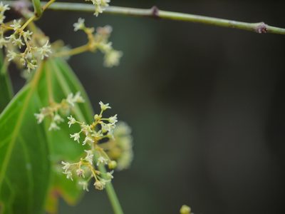 Reissantia indica, photographed by Dinesh Valke