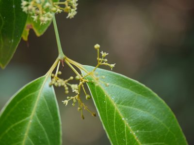 Reissantia indica, photographed by Dinesh Valke