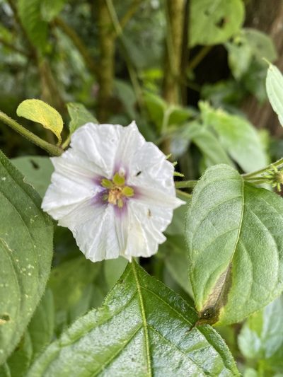 Lycianthes tricolor, photographed by Grete Pasch