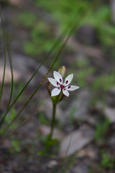 Burchardia multiflora, photographed by Ruth Clark