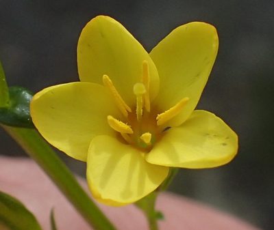 Sebaea stricta, photographed by Nicola van Berkel