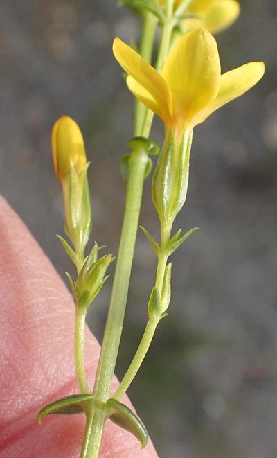 Sebaea stricta, photographed by Nicola van Berkel
