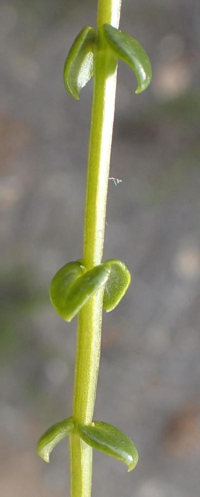 Sebaea stricta, photographed by Nicola van Berkel