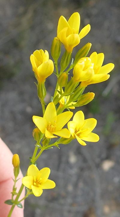 Sebaea stricta, photographed by Nicola van Berkel