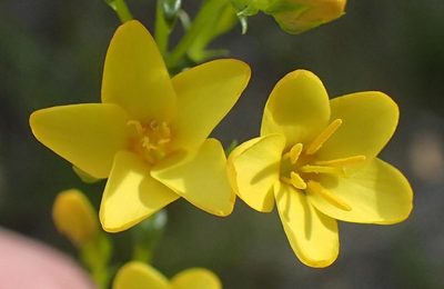 Sebaea stricta, photographed by Nicola van Berkel