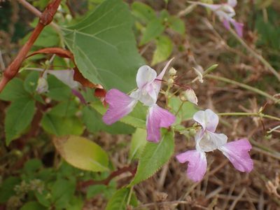 Impatiens balfourii, photographed by Fabien Piednoir