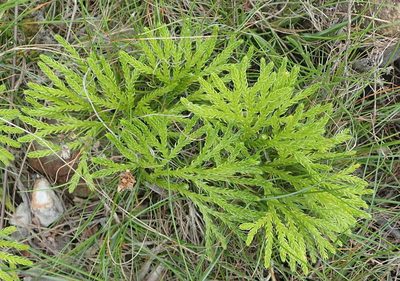 Diphasiastrum zanclophyllum, photographed by Nicola van Berkel