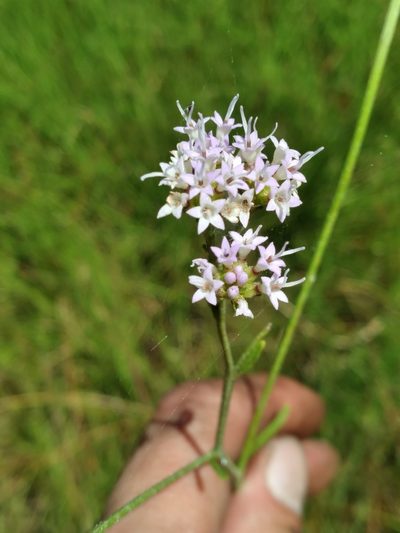 Hartwrightia floridana, photographed by Scott Ward