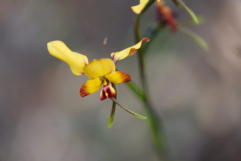 Diuris porrifolia, photographed by Ruth Clark