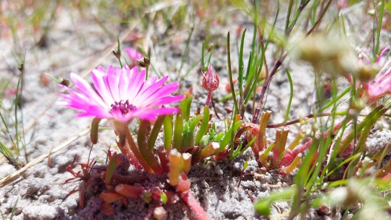Cleretum clavatum, photographed by Jacques van der Merwe