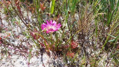Cleretum clavatum, photographed by Jacques van der Merwe