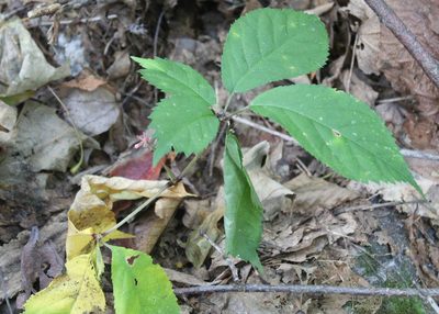 Panax quinquefolius, photographed by Steven Lamonde