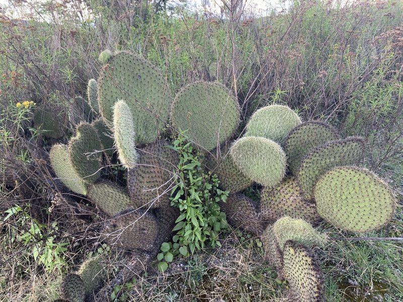 Opuntia huajuapensis, photographed by Carlos Martorell