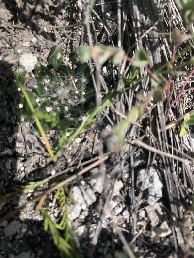 Mammillaria zephyranthoides, photographed by Carlos Martorell