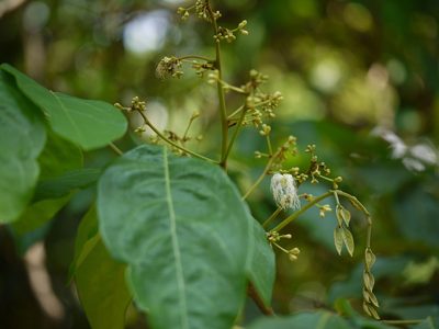 Archidendron bigeminum, photographed by Dinesh Valke