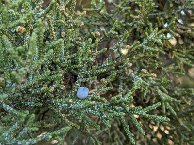 Juniperus occidentalis, photographed by Victor Heng