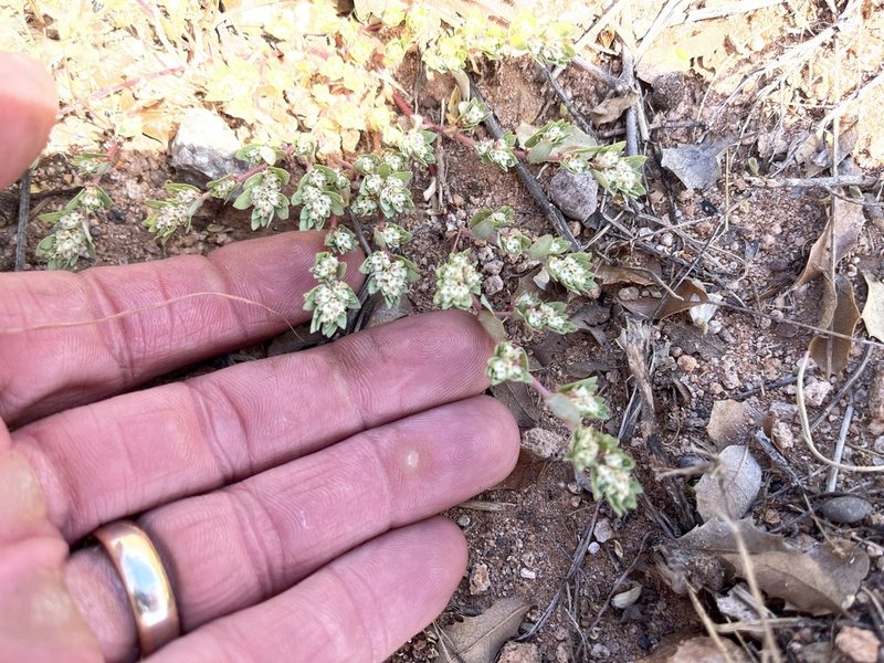 Euphorbia indivisa, photographed by CK2AZ