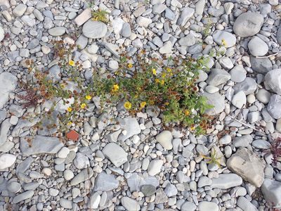 Pulicaria dysenterica, photographed by Fabien Piednoir