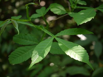 Vitex altissima, photographed by Dinesh Valke