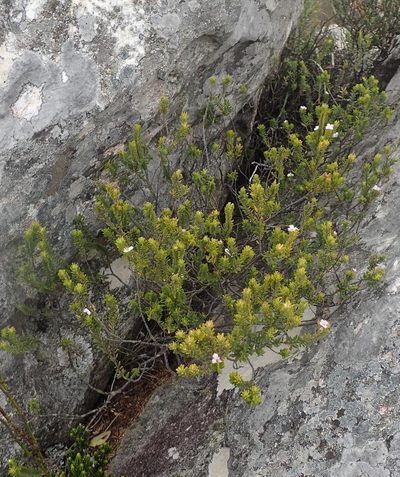 Acmadenia rupicola, photographed by Nicola van Berkel
