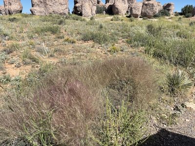 Muhlenbergia porteri, photographed by CK2AZ