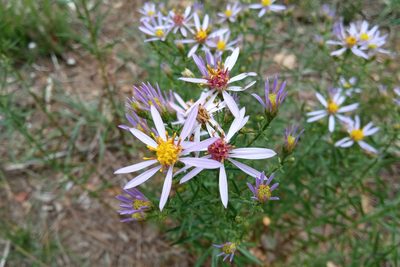 Galatella sedifolia, photographed by Josep Gesti
