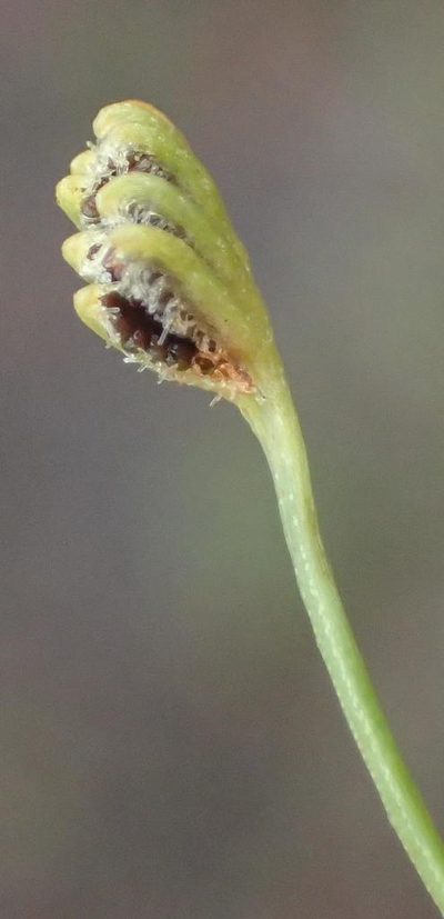 Microschizaea tenella, photographed by Nicola van Berkel