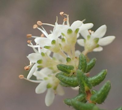 Agathosma blaerioides, photographed by Nicola van Berkel