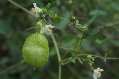 Cardiospermum corindum, photographed by Center for Urban Ecology