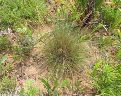 Ficinia gracilis, photographed by douglaseustonbrown