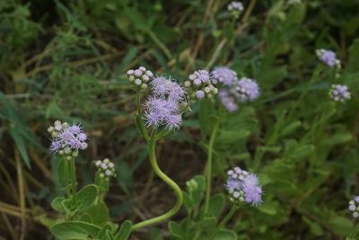 Conoclinium betonicifolium, photographed by Center for Urban Ecology