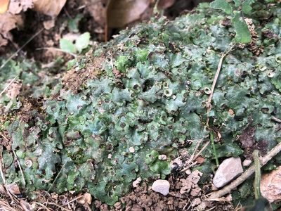 Marchantia paleacea, photographed by Pavel Kacl