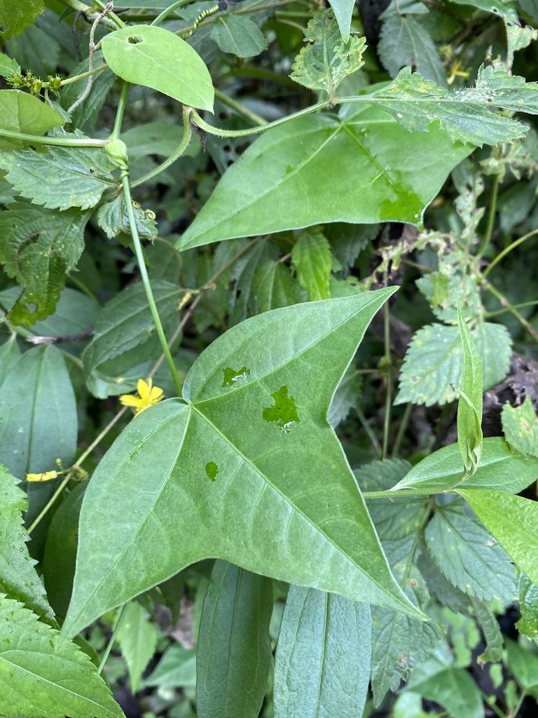 Passiflora eglandulosa, photographed by Grete Pasch