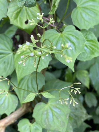 Valeriana scandens, photographed by Grete Pasch
