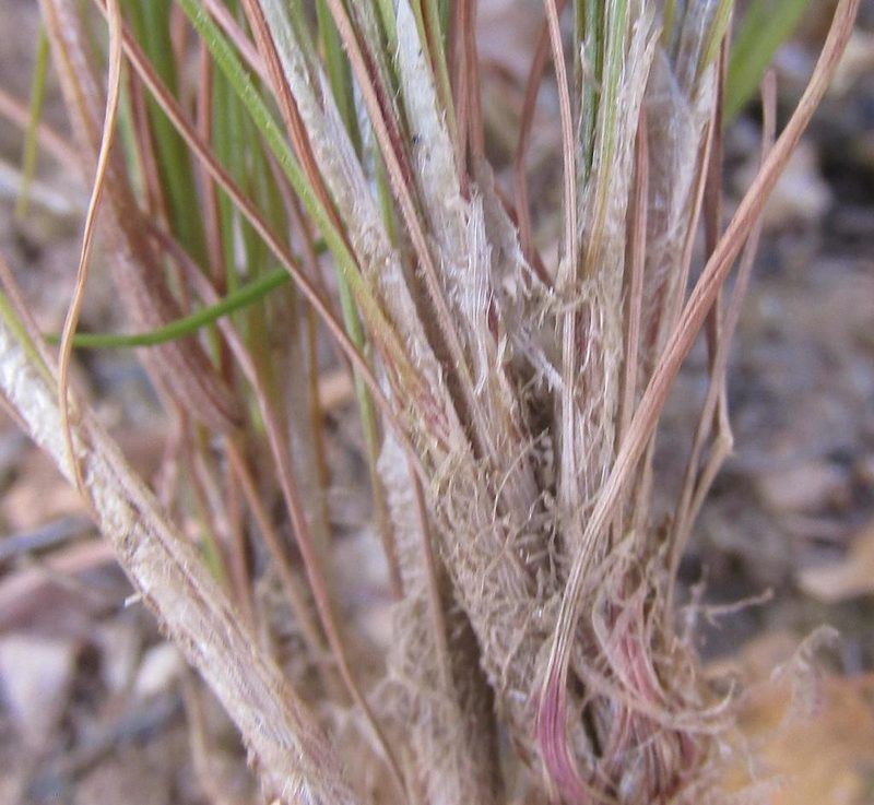 Ficinia stolonifera, photographed by douglaseustonbrown