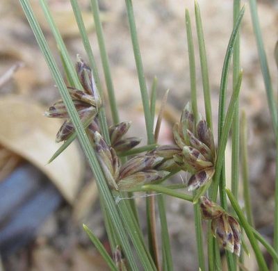 Ficinia stolonifera, photographed by douglaseustonbrown