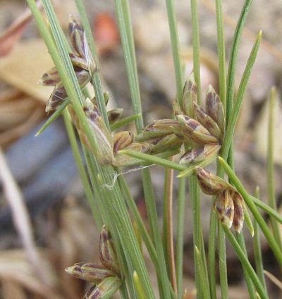 Ficinia stolonifera, photographed by douglaseustonbrown