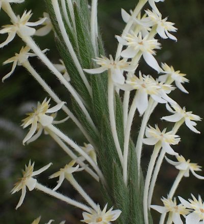 Struthiola martiana, photographed by Nicola van Berkel