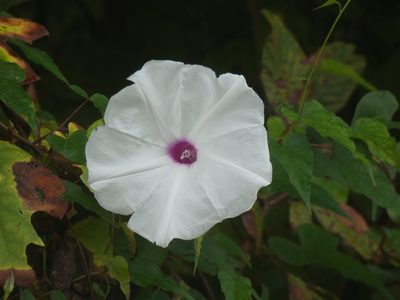 Ipomoea pandurata, photographed by Mary G