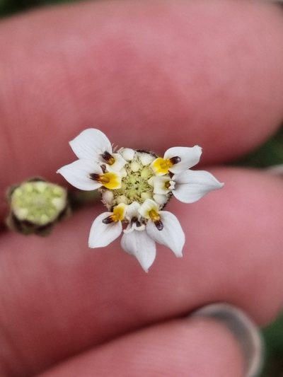 Holocheilus hieracioides, photographed by Sol Quipildor