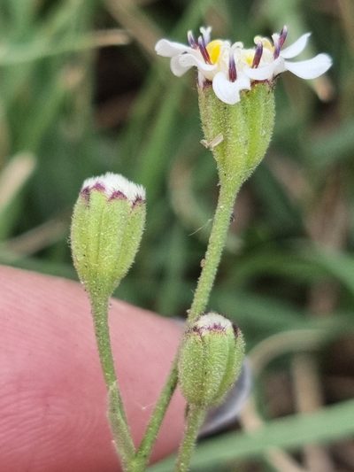 Holocheilus hieracioides, photographed by Sol Quipildor