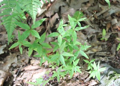 Trichogalium lanceolatum, photographed by Steven Lamonde