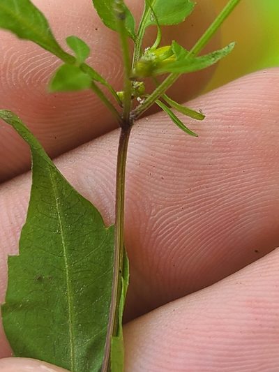 Bidens discoidea, photographed by Jeff Wilson