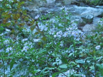 Symphyotrichum puniceum, photographed by Michael J. Papay