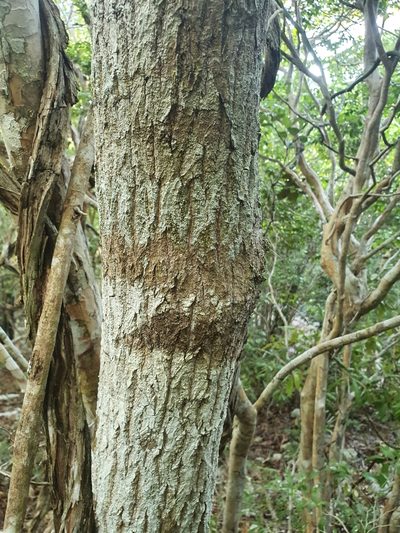 Krugiodendron ferreum, photographed by Yolanda M. Leon