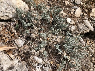 Teucrium capitatum, photographed by Pavel Kacl
