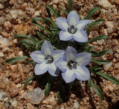 Wahlenbergia acaulis, photographed by Nicola van Berkel